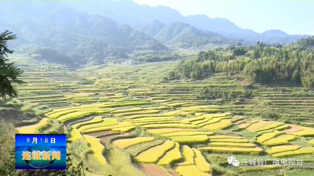 【外宣窗口】福建台《早安福建》连城罗坊:千亩金色梯田风光如画