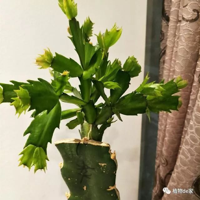 几月份嫁接蟹爪兰好呢 9a0c5215050f418388b3a80a1c38d6f0.jpeg