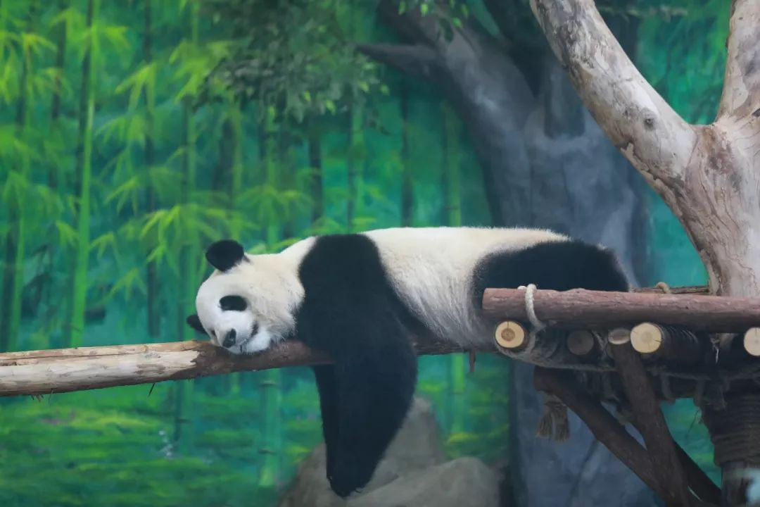 疯狂动物城2是哪一个国家的 9c234596a7f546648416b4640050e10d.jpeg