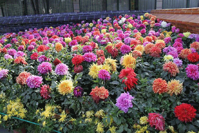 献礼新中国70华诞丨邛人部落大丽花9月28日惊艳绽放,门票不限量免费送