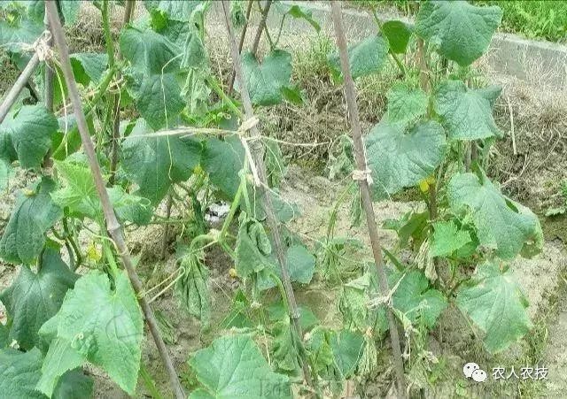 花生枝叶治失眠的原理_花生叶子可以治疗失眠