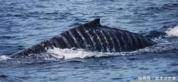 鲨鱼夹的危害性 a70b9581b5934c3eb7182b6c1b644b36.jpeg