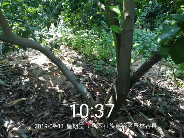 用什么方法可以快速去除青苔 a9b5de5b16d64e6888de155c6e9b355a.jpeg