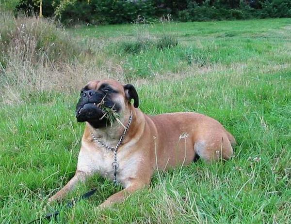 1,马士提夫犬:马士提夫獒犬为最古老的犬种之一,也是目前世界上体型最