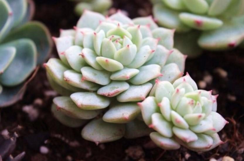 怎么养花才不会把花养死 b17cc0dc10c840bfbabadc93fe0c620e.jpeg