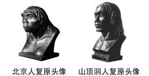 (1)仔细观察《北京人复原头像》和《山顶洞人复原头像》,他们的模样与