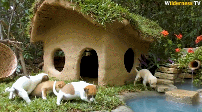 超硬核！为给四只小奶狗一个家，小哥徒手造了一栋别墅！