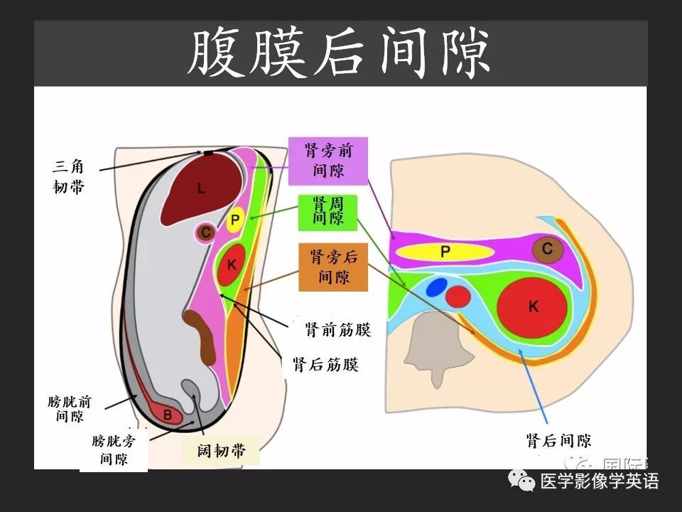 如何应用腹膜解剖确定穿孔部位