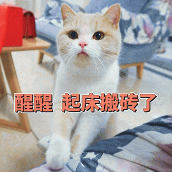 起床表情包:猫咪围观喊你起床啦