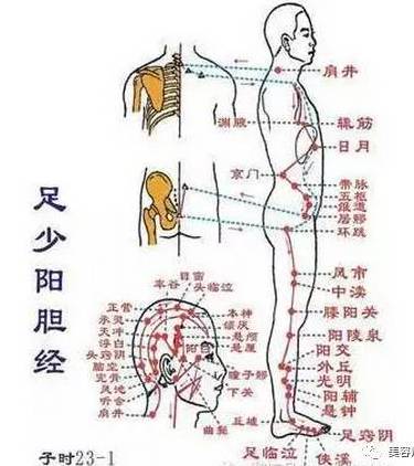 第三条:胆经