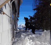 狗狗第一次看见雪之后放飞自我!哈哈疯了吧!