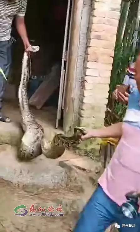 网友说,这条大蛇已经吃了一只鸡,然后去抓它的时候就吐了出来,也不