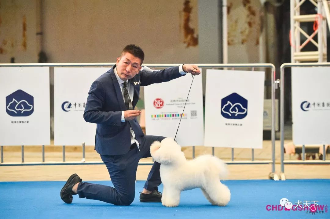 宠物美容培训排行_哈尔滨宠物美容培训学校带你分析宠物用品行业的发展现状和前景