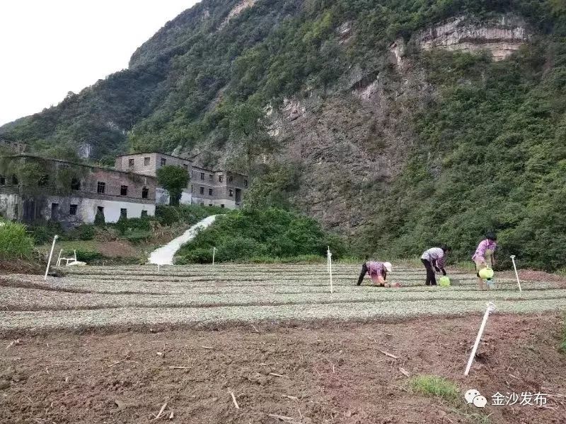 建强脱贫攻坚村级作战队伍确保按时打赢脱贫攻坚战金沙县在主题教育中