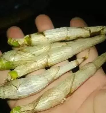 老挝,柬埔寨野生"虎牙石斛",厚肠胃,胃病的克星!