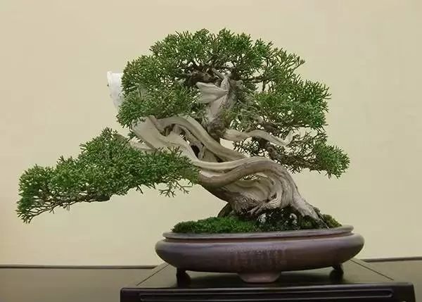 京都小盆栽雅风展部分精品欣赏 盆景