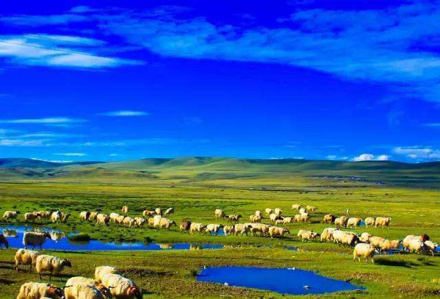 草原 排名_草原手机壁纸