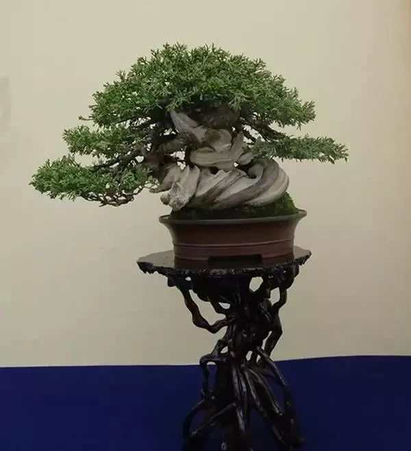 京都小盆栽雅风展部分精品欣赏 盆景