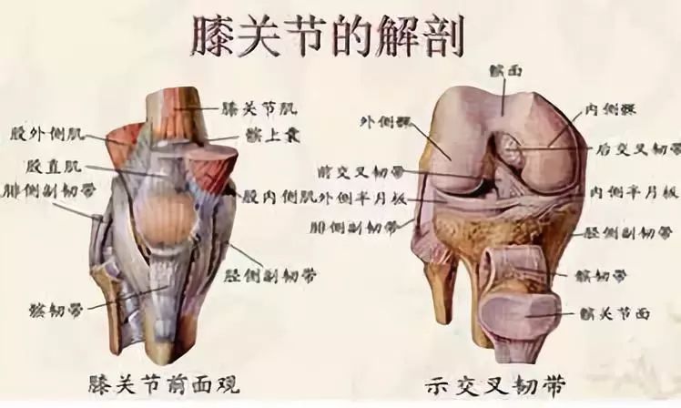 关节运动的杠杆原理_骨折的外固定