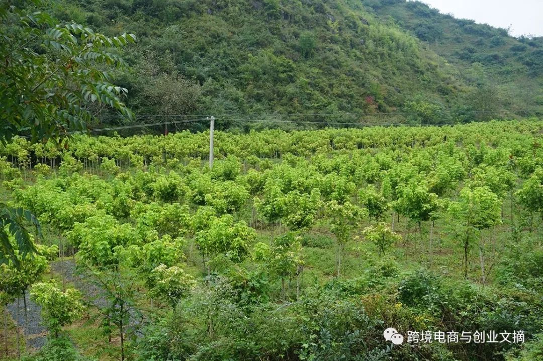 叶成县人口_甘肃陇南成县图片
