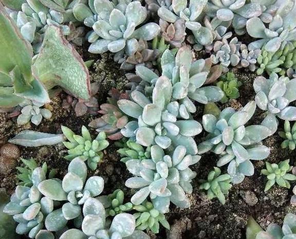 多肉水浇多了叶子会变软吗 2ff2156132224f9d8021534c44302183.jpeg