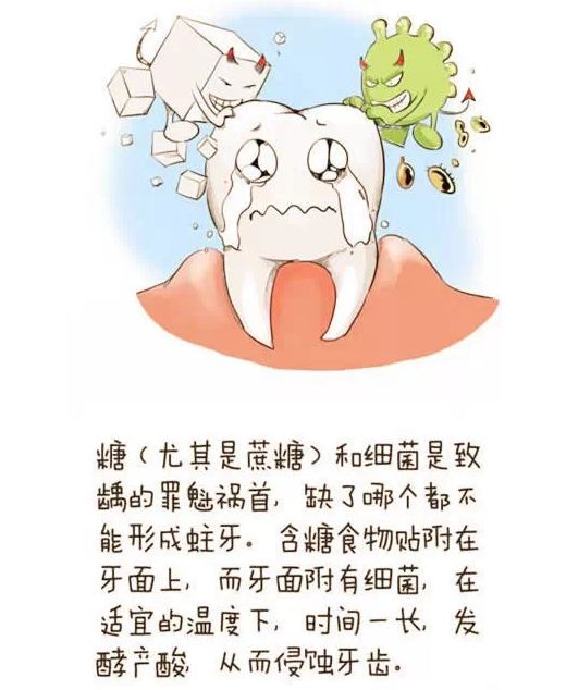 【萌芽保健】让我们一起来了解小牙齿的秘密吧!