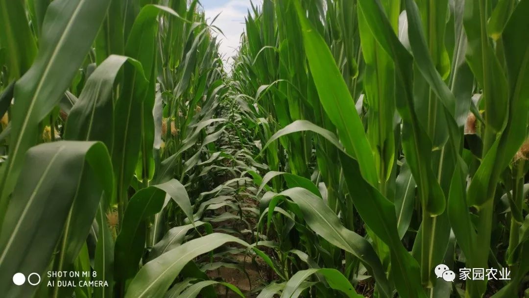 如何种植玉米全过程 354b5c25e6c04e3baf8ef5858ffc95c0.jpeg