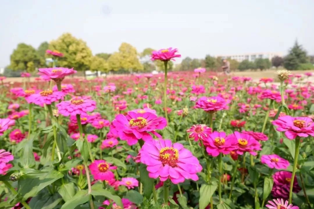 矿大人 你的香甜秋色已发货_花海中