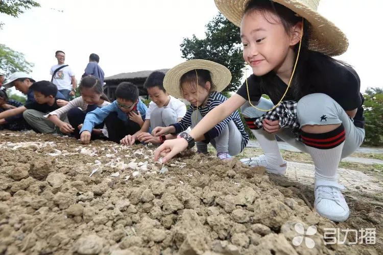 蒜头发芽最快的方法 43f1bed25bf34427b880339d4d95efd3.jpeg