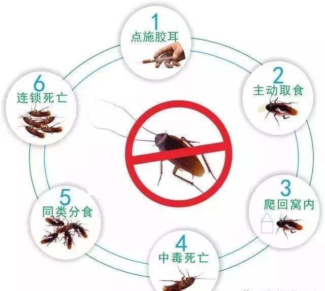 【卫生宣传】丨消灭"四害"从你我做起