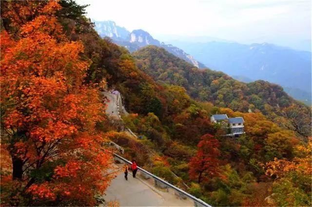 十一来洛阳老君山旅行欣赏五颜六色各种色彩的秋天