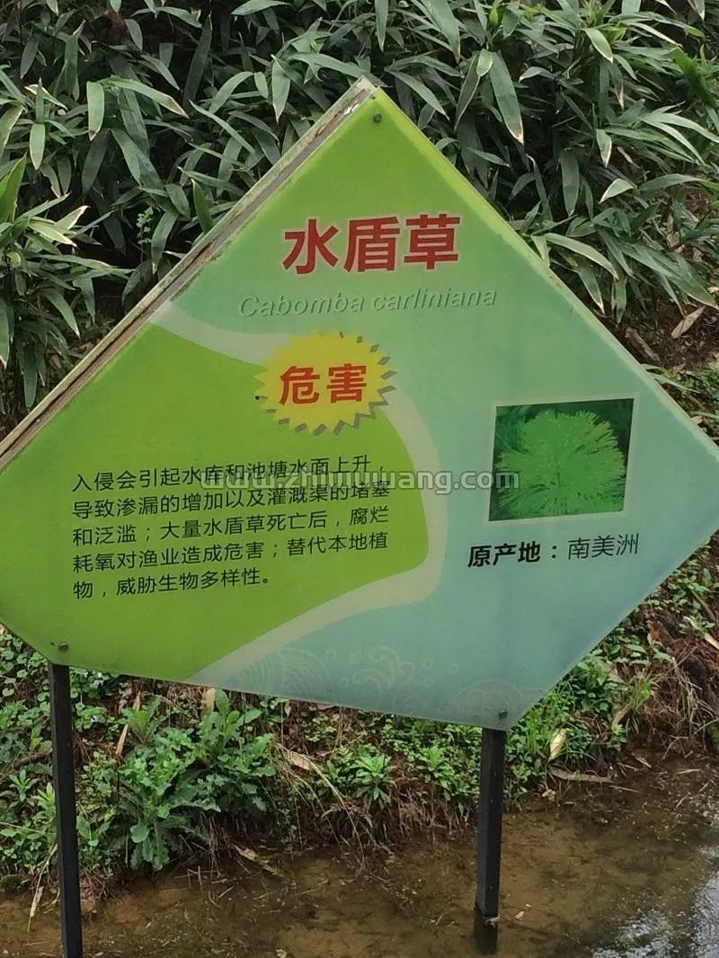 中国确认至少291种外来入侵植物