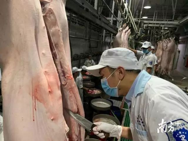 带你体验猪肉检疫