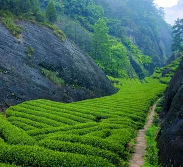 武夷岩茶按产地不同分为:正岩茶,半岩茶,洲茶.