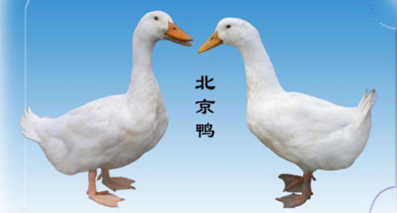 你知道国内优质鸭品种有哪些吗?