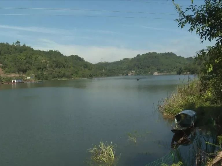 化龙水库 这30万尾花白鲢将不断摄食水中蓝藻等浮游生物 来源:大足区