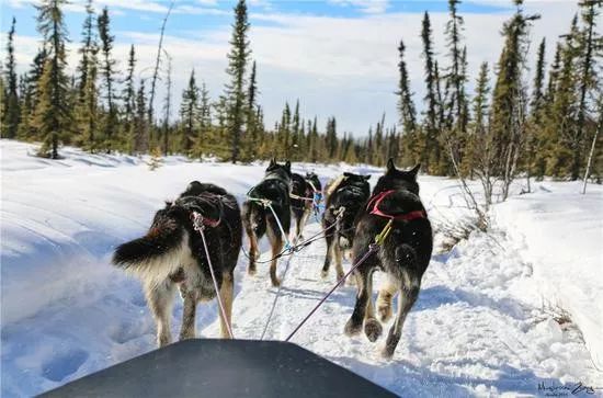 为什么不着调的“二哈”，可以有组织有纪律地拉雪橇？