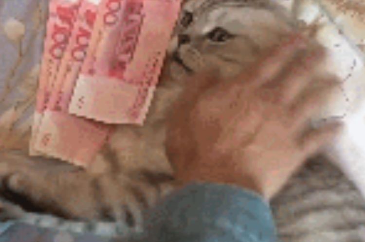 傲娇猫咪不让主人摸拿出一沓钱猫咪态度让人笑喷