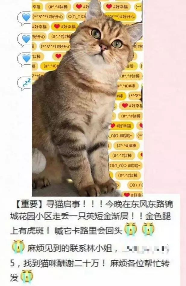 悬赏10万元!贵州有人大手笔寻猫?真相却是.