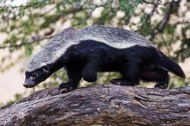 平头哥动物世界视频 8eab25f891984bdb9193c50b8141832c.jpeg