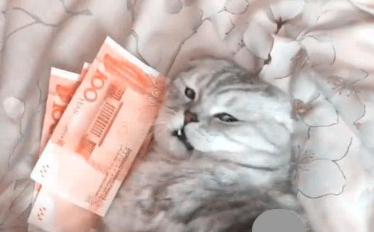 傲娇猫咪不让主人摸拿出一沓钱猫咪态度让人笑喷
