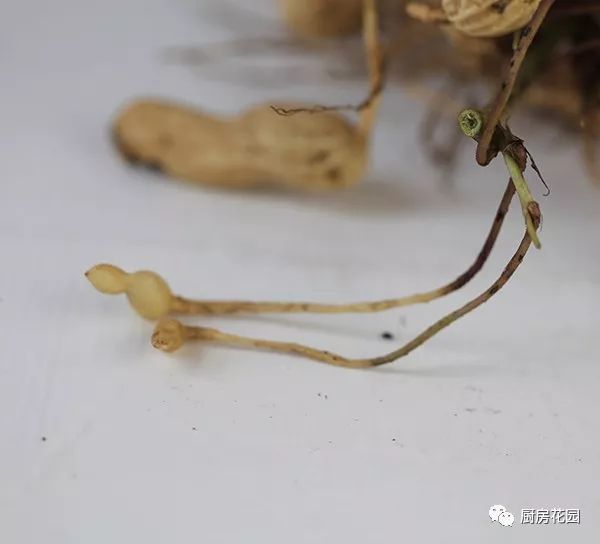 就地躺下,顶端的子房开始发育,慢慢长成一颗白胖的小花生,这时候的