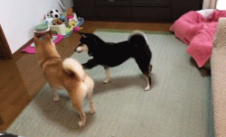 柴犬真的是狗吗?它怕是喵星人派来的卧底吧.