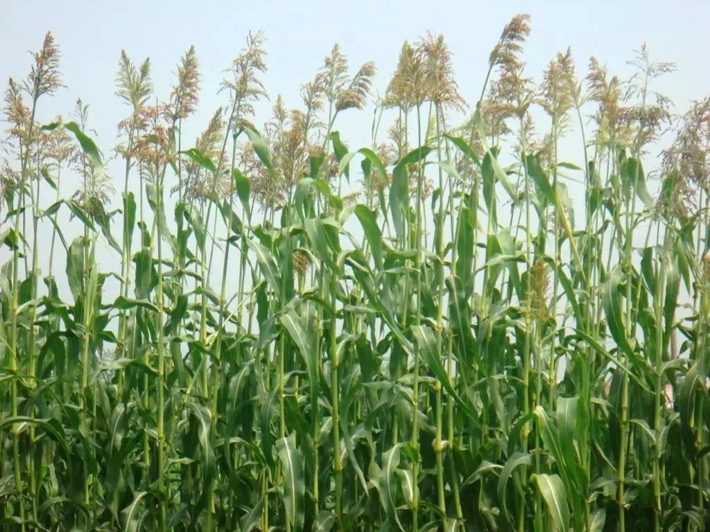 上海崇明芦穄:故乡的甘甜美食