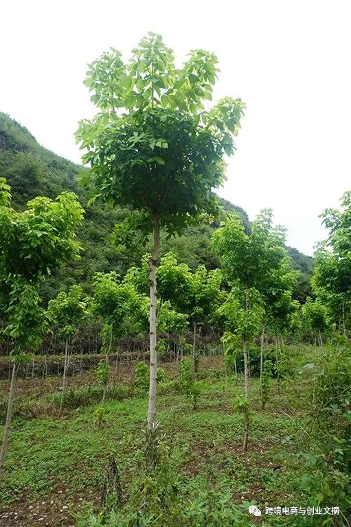 叶成县人口_甘肃陇南成县图片