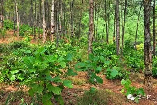 林下中药材品种大全与种植技术