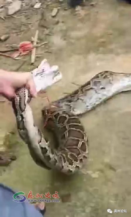 蛇是什么时候活动频繁 d401094ccba5436d815262620f77374a.jpeg