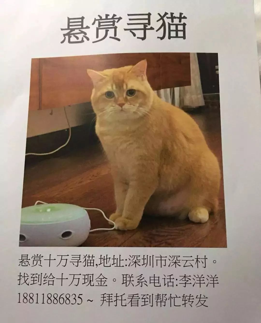 【关注】贵州有人天价寻猫?真相却是._主人