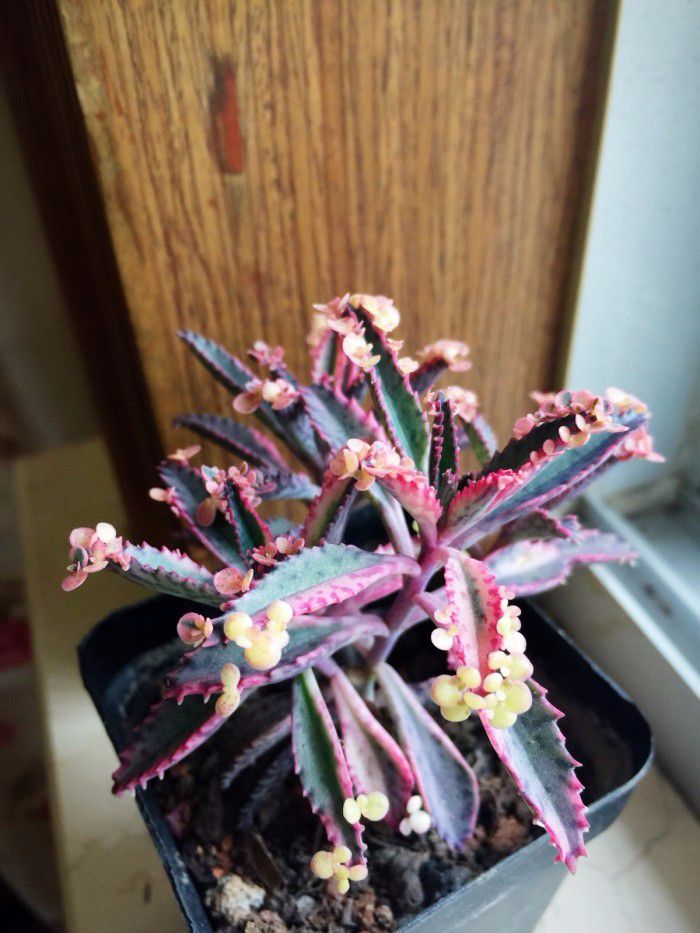 不死鸟多肉视频 dc0d7b44c04644c1972f21ba1aecab01.jpeg