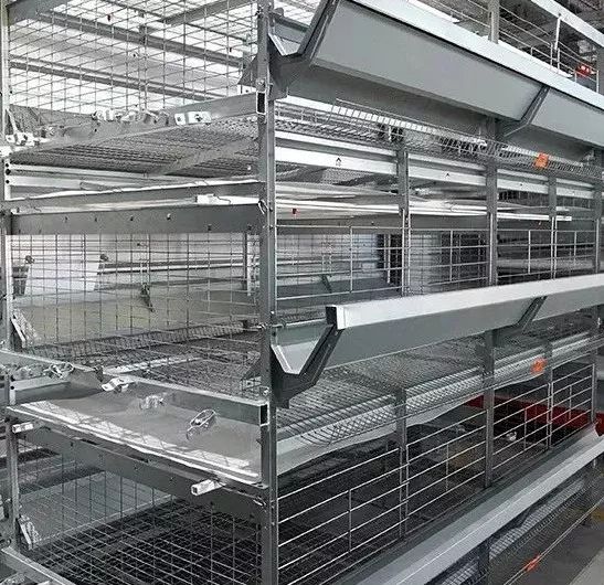 蛋鸭养殖新模式大牧人h型蛋鸭笼养技术